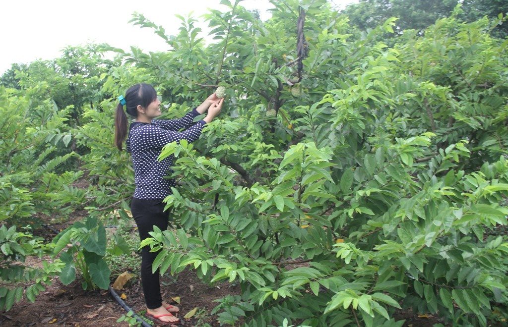 Lưới Chậu Lợi Dân