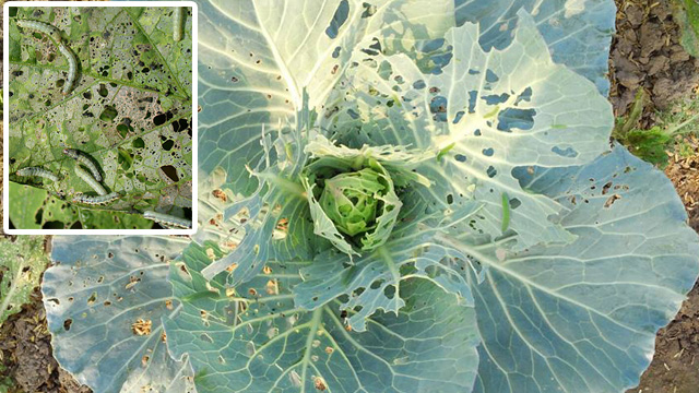 Lưới Chậu Lợi Dân