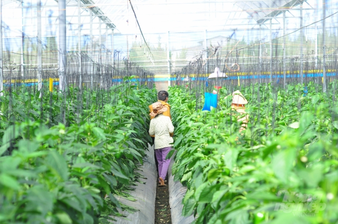 Lợi ích mô hình trồng nhà lưới – Giải pháp tăng năng suất cà chua 4 trồng cà chua trong nhà lưới