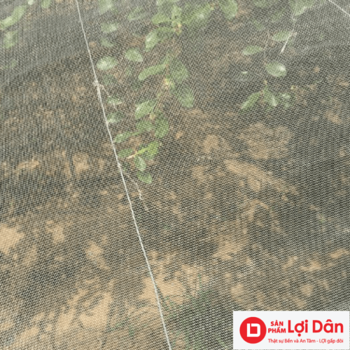 day giang gian cho nha luoi