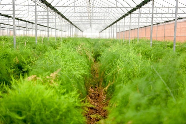 Mô hình trồng măng tây xanh mang lại hiệu quả kinh tế cao  Đài Phát Thanh  và Truyền Hình Thái Bình