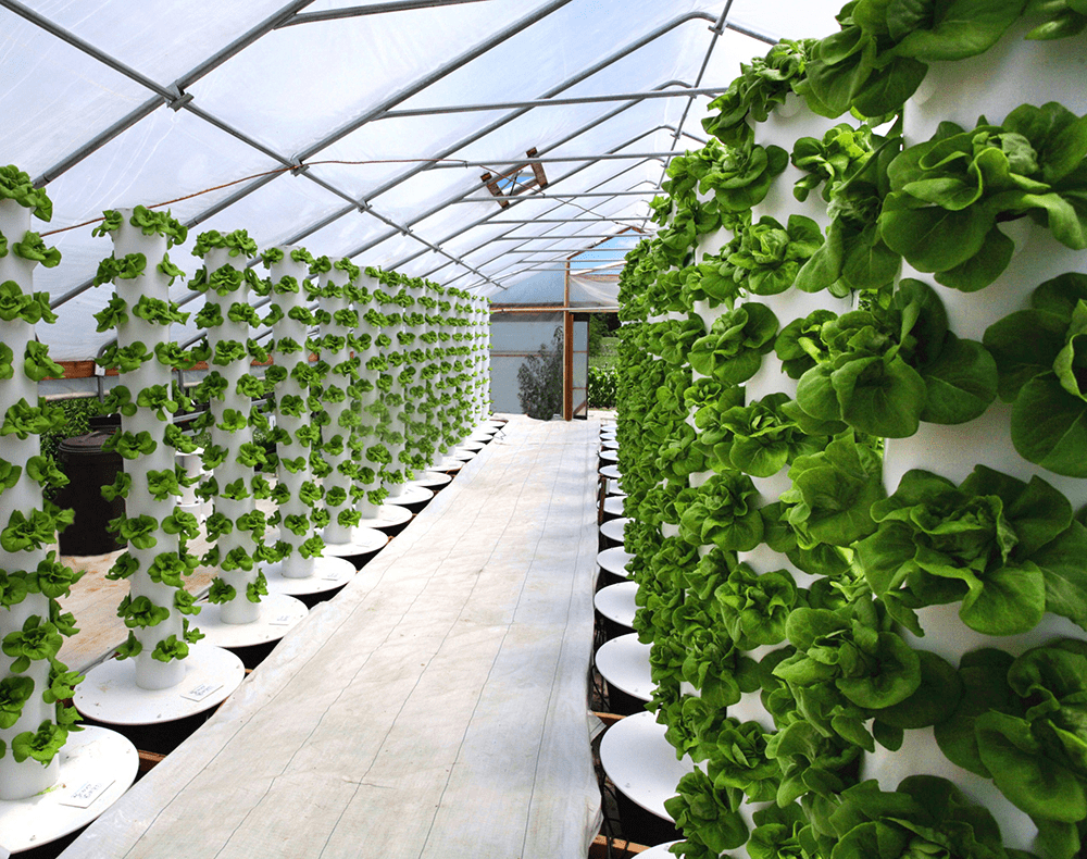 Mô hình trồng rau sạch tại nhà trên sân thượng  Sáng tạo xanh