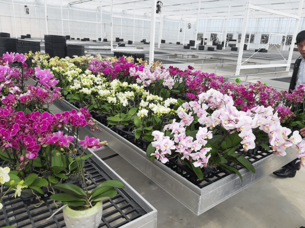 Lưới Chậu Lợi Dân