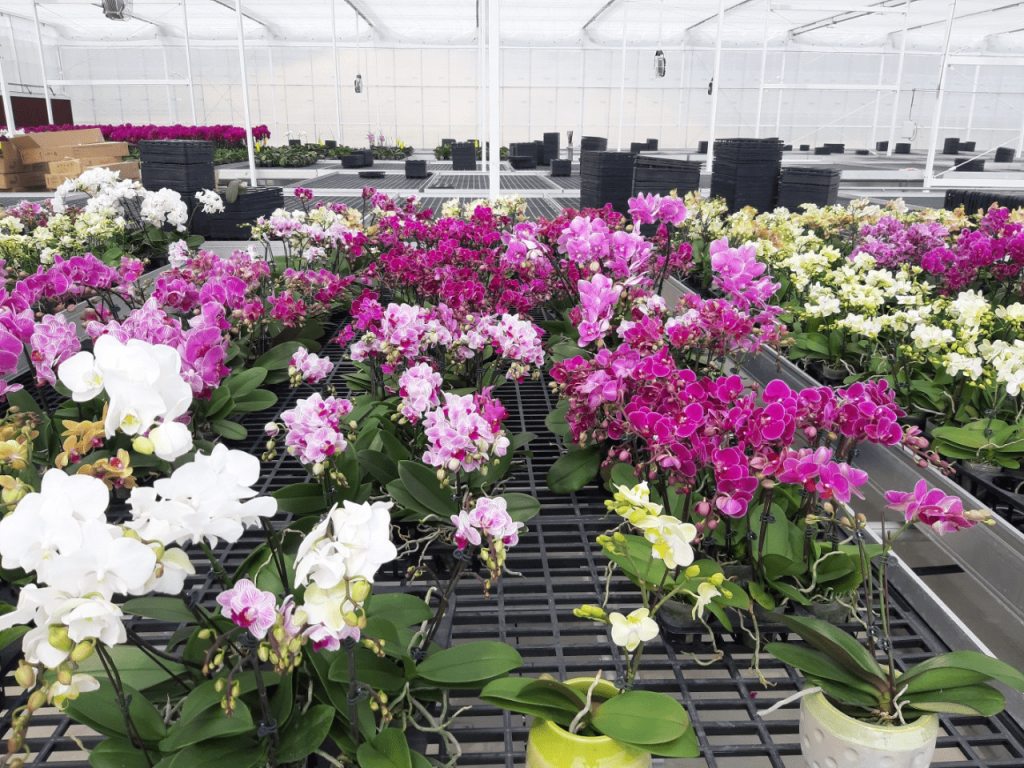 Lưới Chậu Lợi Dân