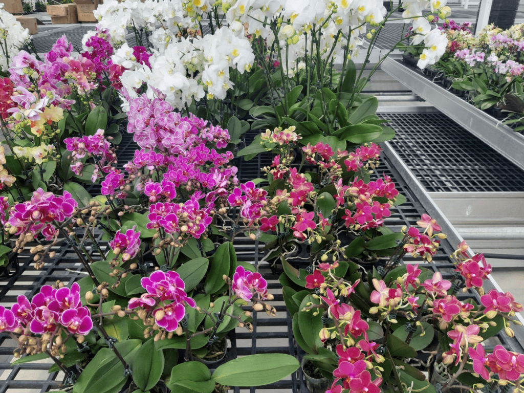 Lưới Chậu Lợi Dân