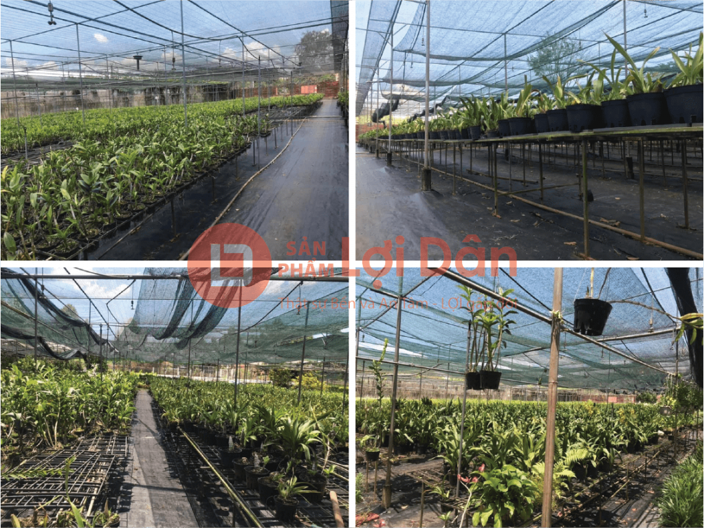 Lưới Chậu Lợi Dân