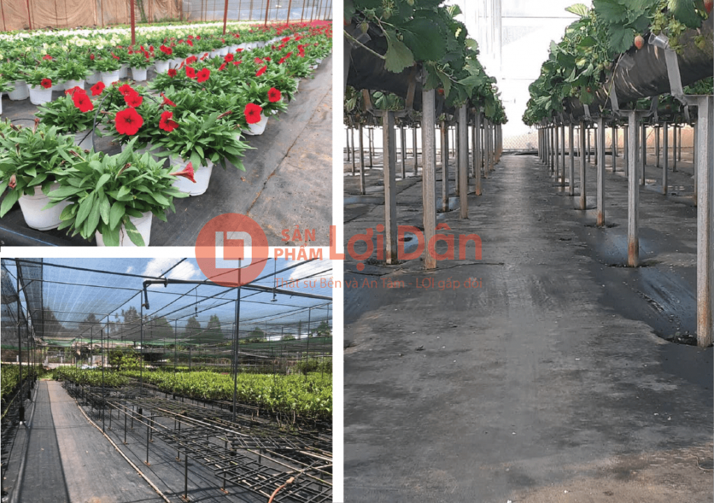 bat trai diet co hdpe trong vuon rau 01 min