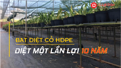 bat trai diet co loi 10 nam 05