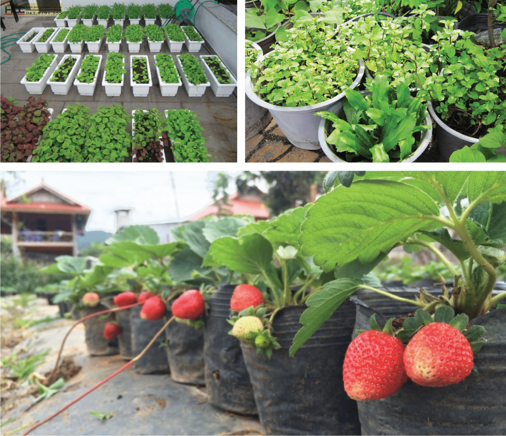 Lưới Chậu Lợi Dân