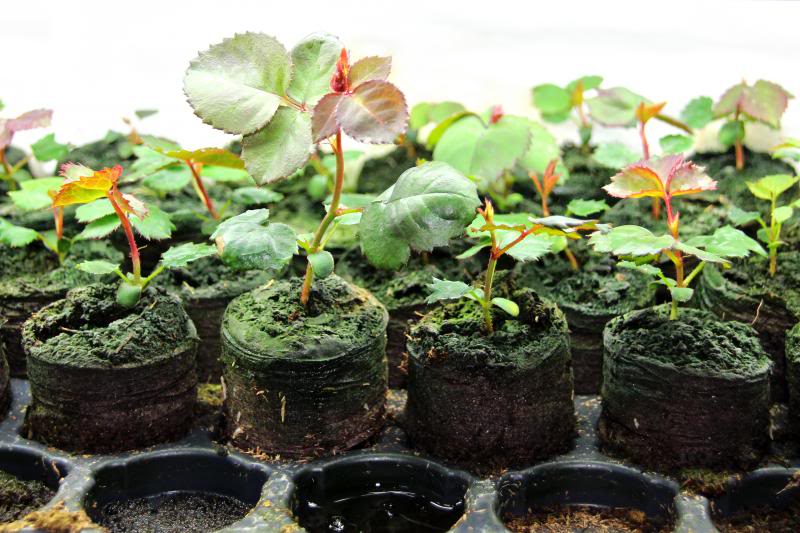 Lưới Chậu Lợi Dân