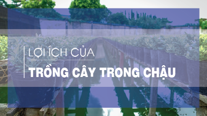 loi ich cua trong cay trong chau 01