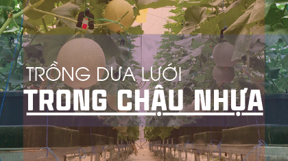 Trồng dưa lưới trong chậu nhựa mang hiệu quả cao