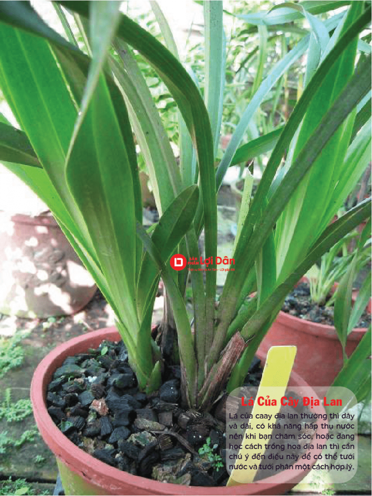 Lưới Chậu Lợi Dân