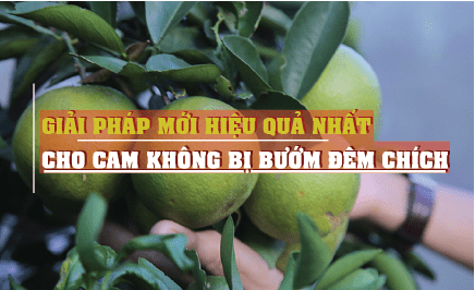 mac man luoi chan con trung cho cam 8 08 min 1