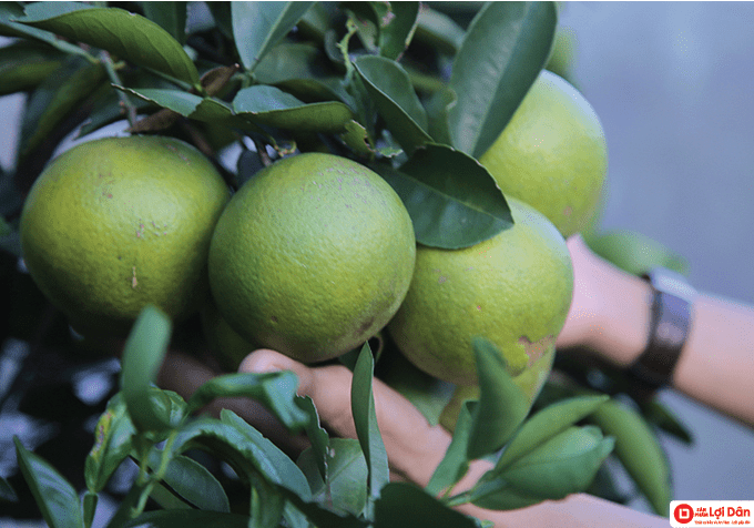 Lưới Chậu Lợi Dân