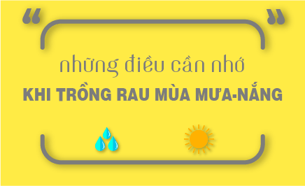 nhung luu y khi trong rau mua mua nang 11 min