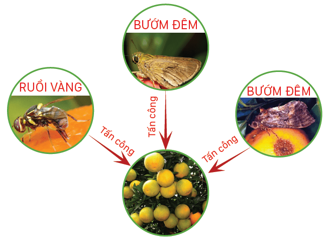 Ruồi vàng con ngài và các loại côn trùng tấn công cam.