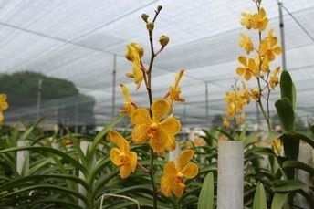 Lưới Chậu Lợi Dân
