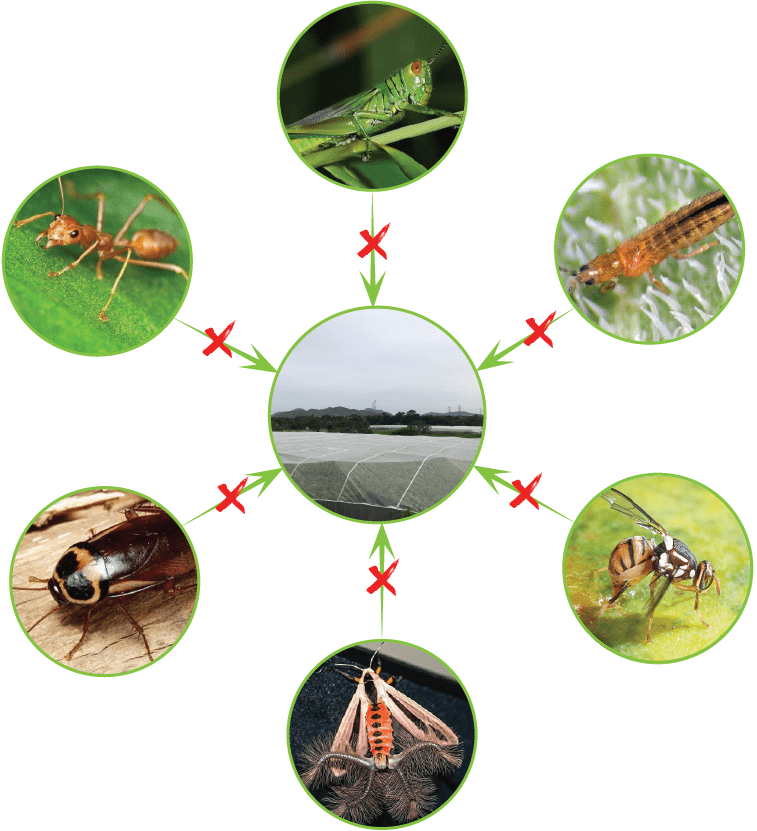 Lưới nhựa chống côn trùng có thể chống hầu hết các loại côn trùng