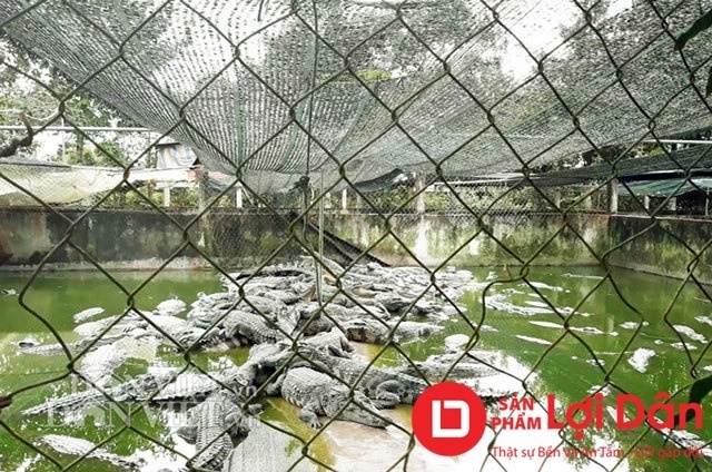 Xây dựng chuồng cao và bao lưới để đảm bảo an toàn trong việc nuôi cá sấu