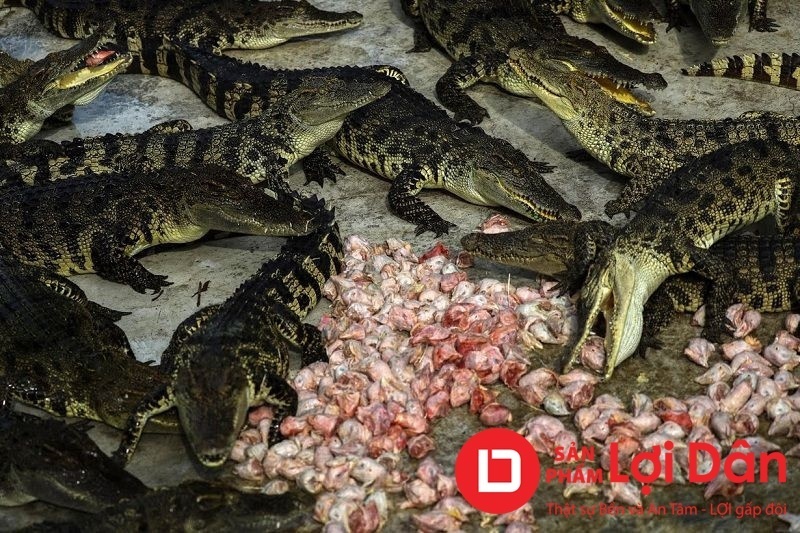 Thức ăn cho cá sấu phải được chặt nhỏ để cá dễ tiêu thụ