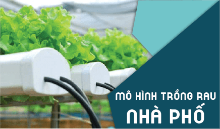 mo hinh rau thuy canh nha pho min