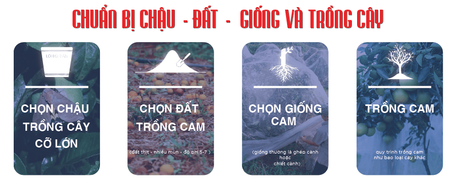 Kỹ thuật trồng cam-khâu chuẩn bị dụng cụ, đất, giống để trồng cam.