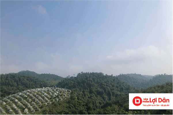 Lưới Chậu Lợi Dân