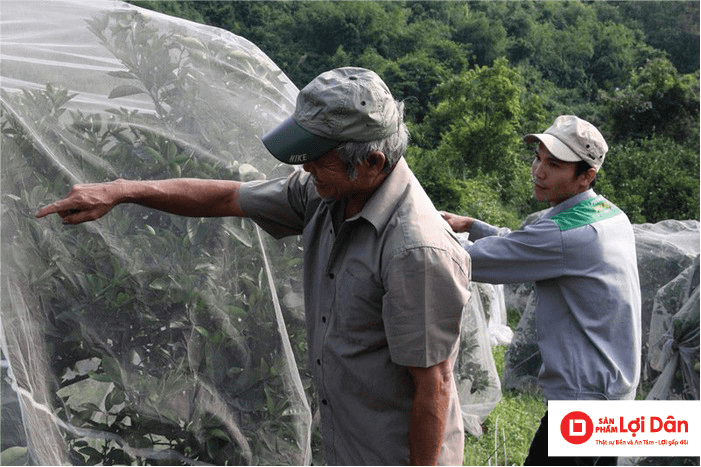 Bà con đang bảo vệ cam khỏi ngài bằng lưới chống côn trùng.