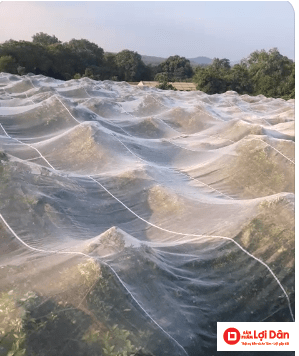 Trùm lưới chống côn trùng cho nguyên vườn cam.