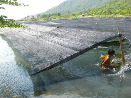 Lưới che nắng là dụng cụ quang trọng nhất trong mô hình trồng rong nhỏ biển ở Khánh Hòa.
