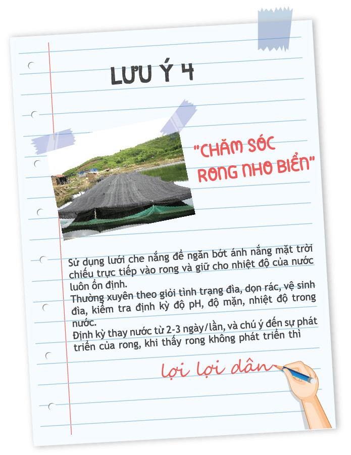 Chăm sóc rong nho biển đúng cách.