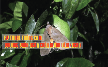 phuong phap ngan chan buom dem 02 min