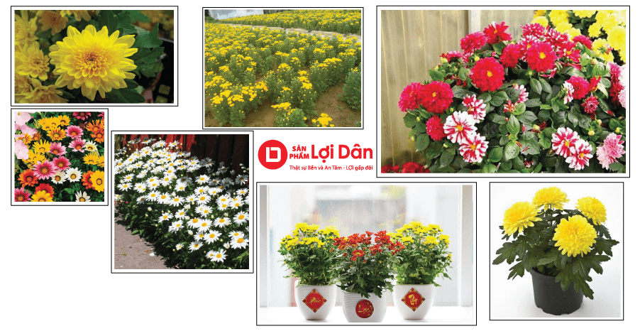 Cách trồng hoa cúc - giống các loại hoa cúc rất đa dạng và phong phú.