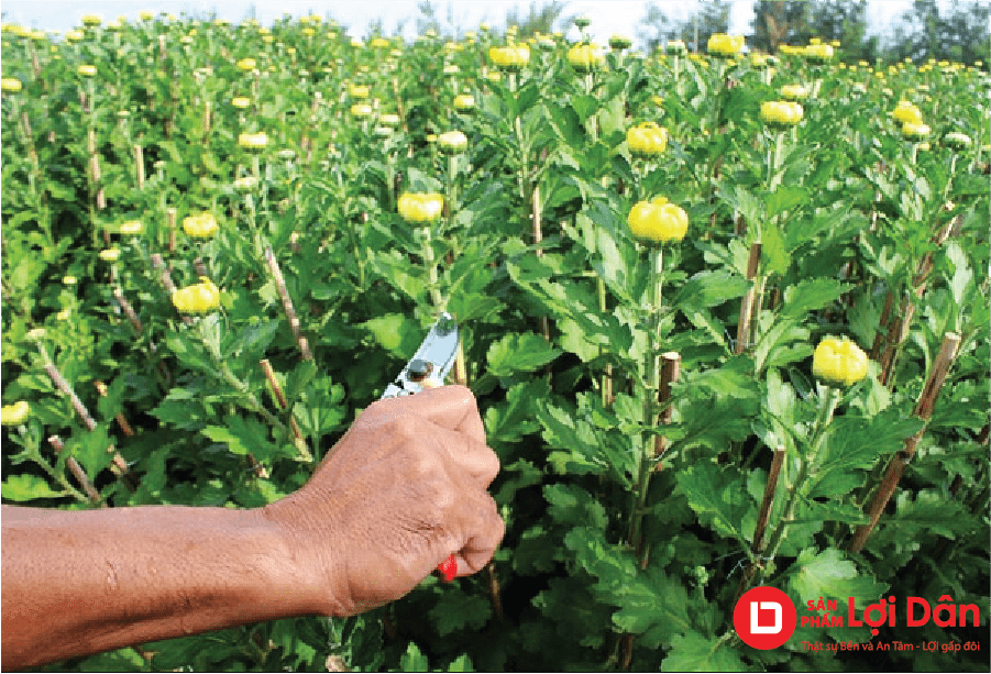 Tỉa cành cho hoa cúc để tập trung chất dinh dưỡng nuôi bông.