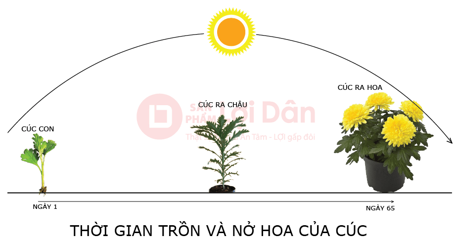 Thời gian thích hợp để trồng cây hoa cúc.