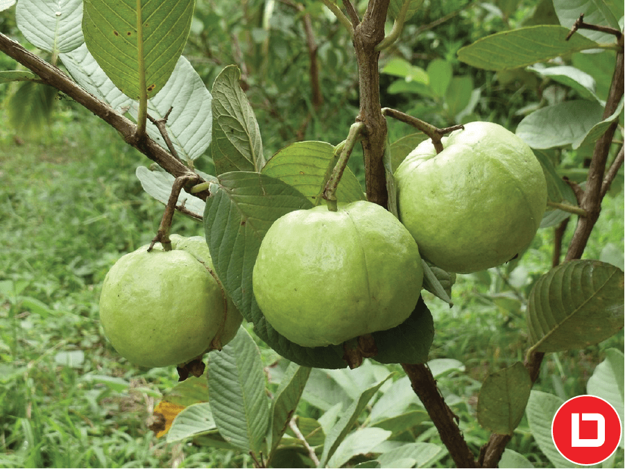 Mô hình trồng Ổi nữ hoàng.