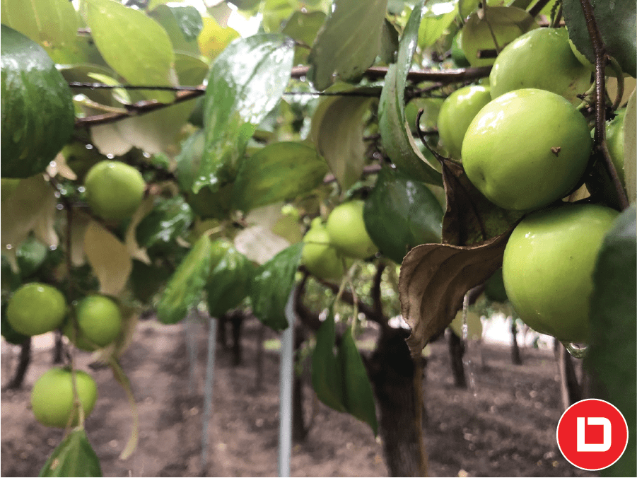 Mô hình trồng cây ăn trái kinh tế với cây chủ lực là táo xanh.