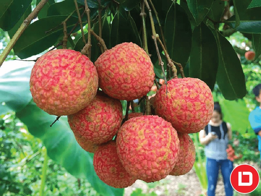 Mô hình trồng cây vải thiều cho hoeeuj qua kinh tế cao.