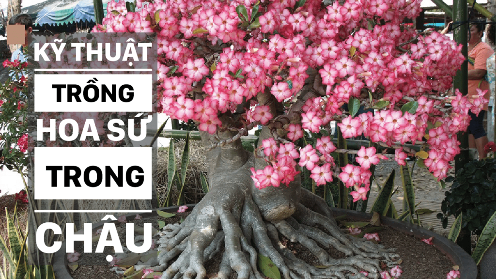 ky thuat trong ho su trong chau