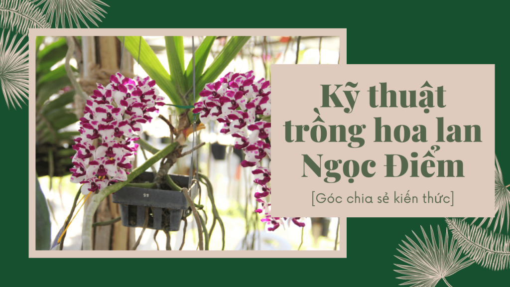 Ky thuat trong hoa lan Ngoc Diem