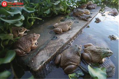 Phòng và trị bệnh giun sán có trên ếch.