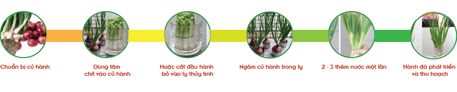 Các bước trồng hành lá thủy canh.