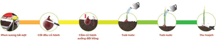 Các bước trồng hành trong chậu nhựa.