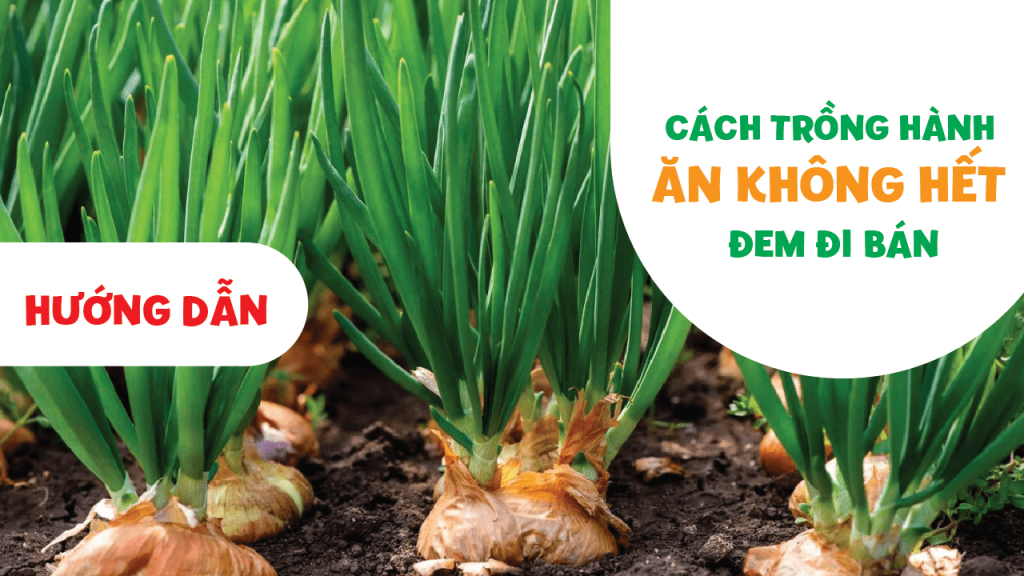 cach trong hanh la an khong het min