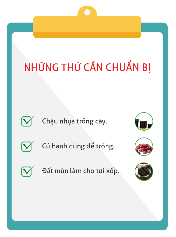 3 cách trồng hành tại nhà vừa ăn vừa bán rất dễ làm