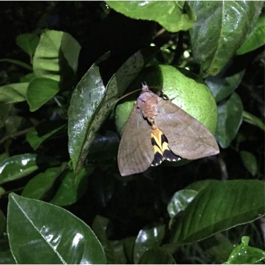 Lưới Chậu Lợi Dân