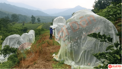 luoi chong con trung trong cam min