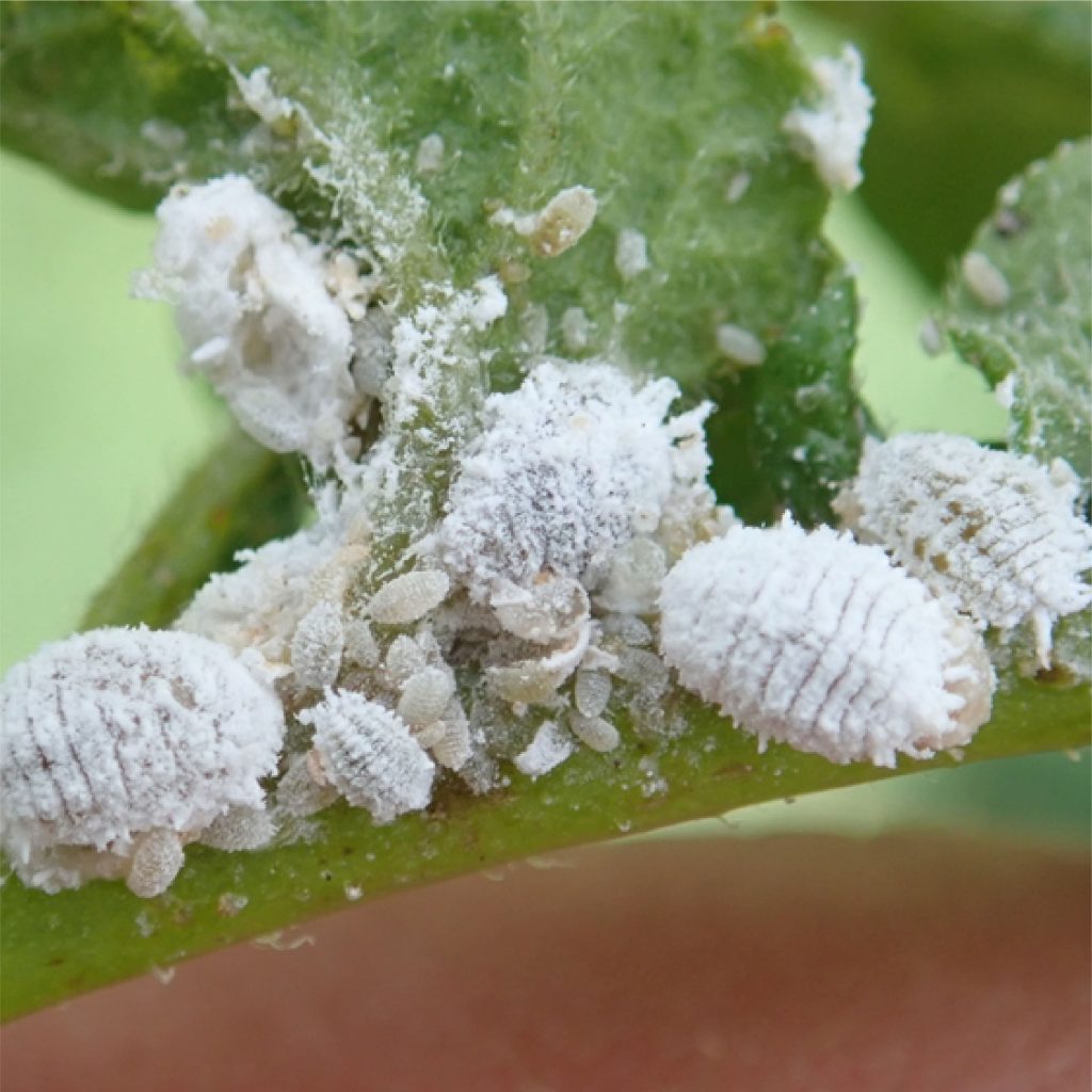 Lưới Chậu Lợi Dân