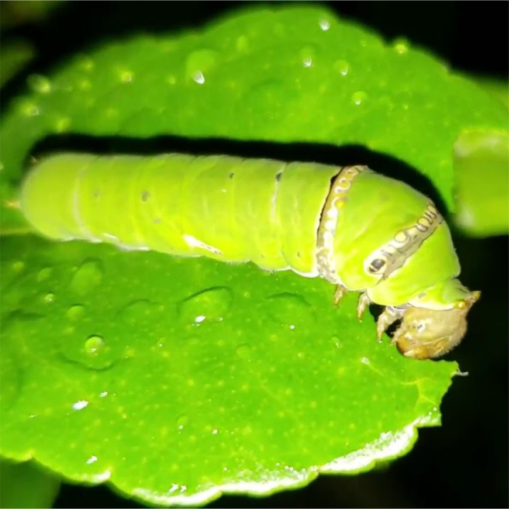 Lưới Chậu Lợi Dân